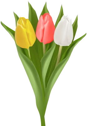 Elegant Spring Tulips Clipart: Yellow, Pink, and White Blossoms in Bloom