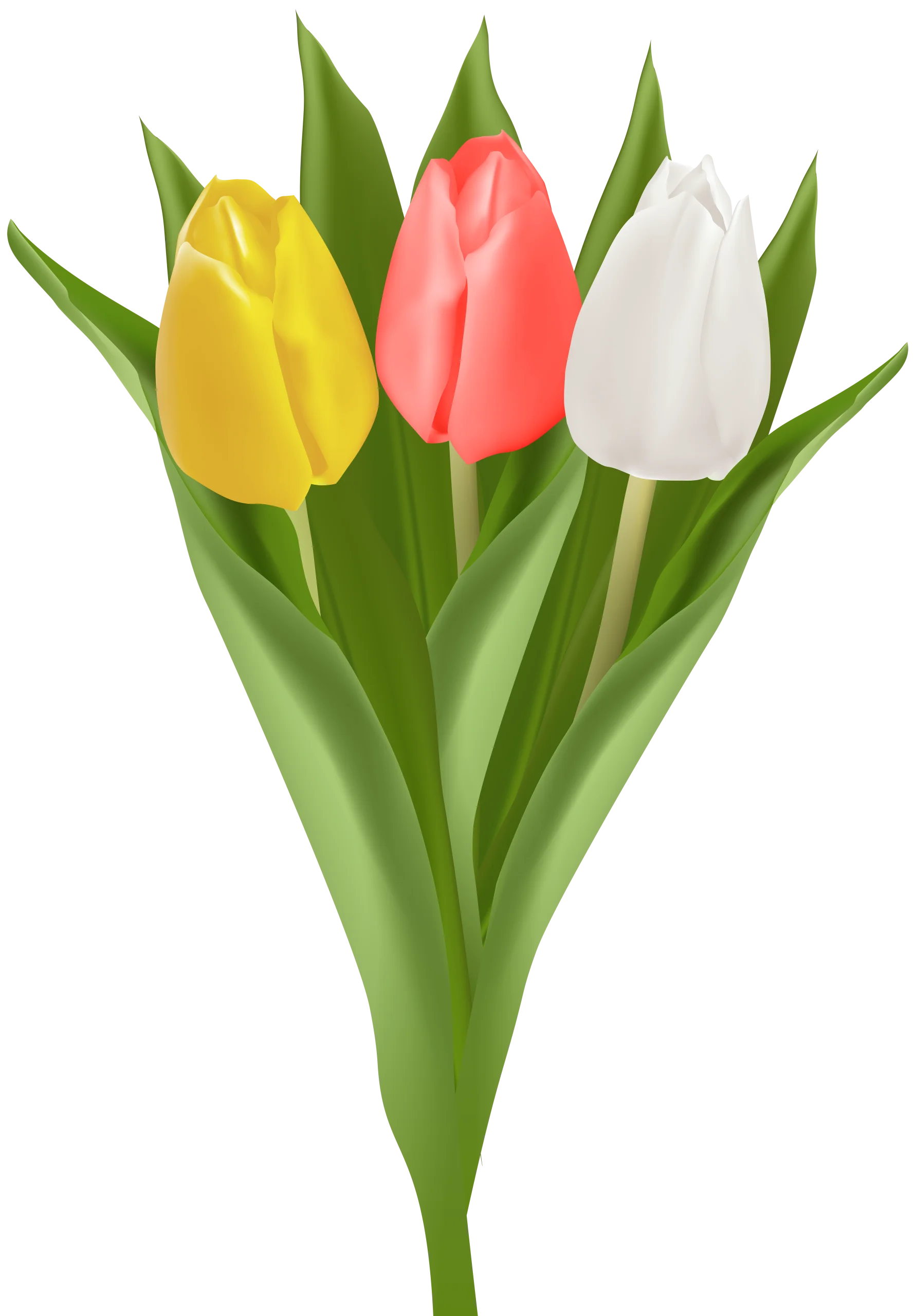 Elegant Spring Tulips Clipart: Yellow, Pink, and White Blossoms in Bloom