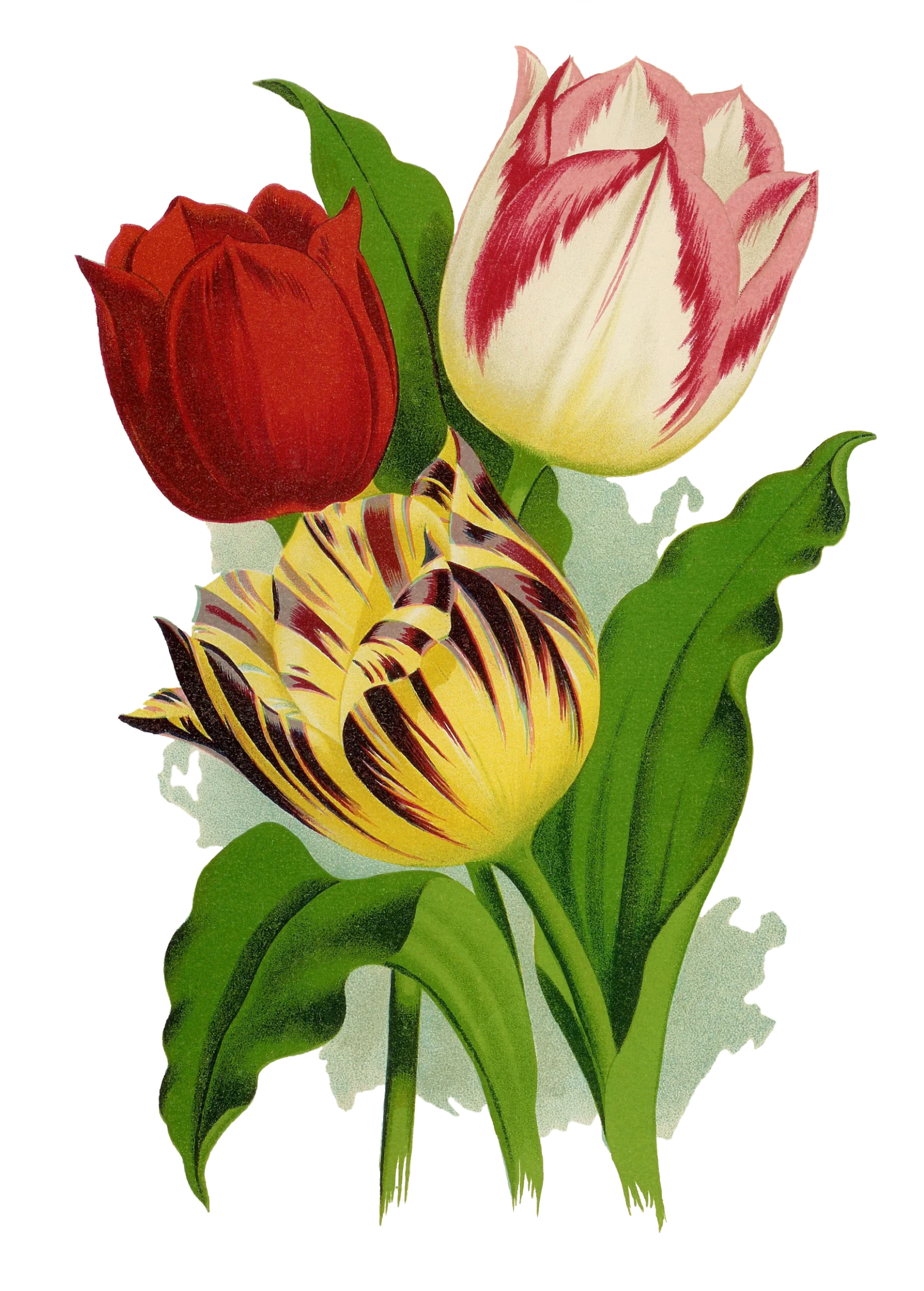 Elegant Vintage Botanical Illustration of Classic Tulip Flower Clipart Collection
