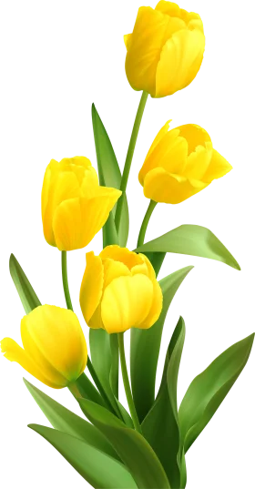 Radiant Yellow Tulips Clipart: Springtime Elegance in Floral Illustration