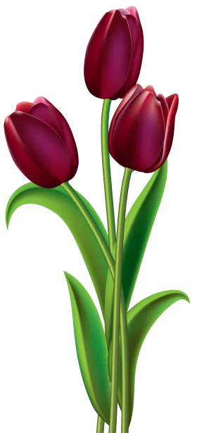 Rich Crimson Tulips Elegant Botanical Clipart Illustration Design