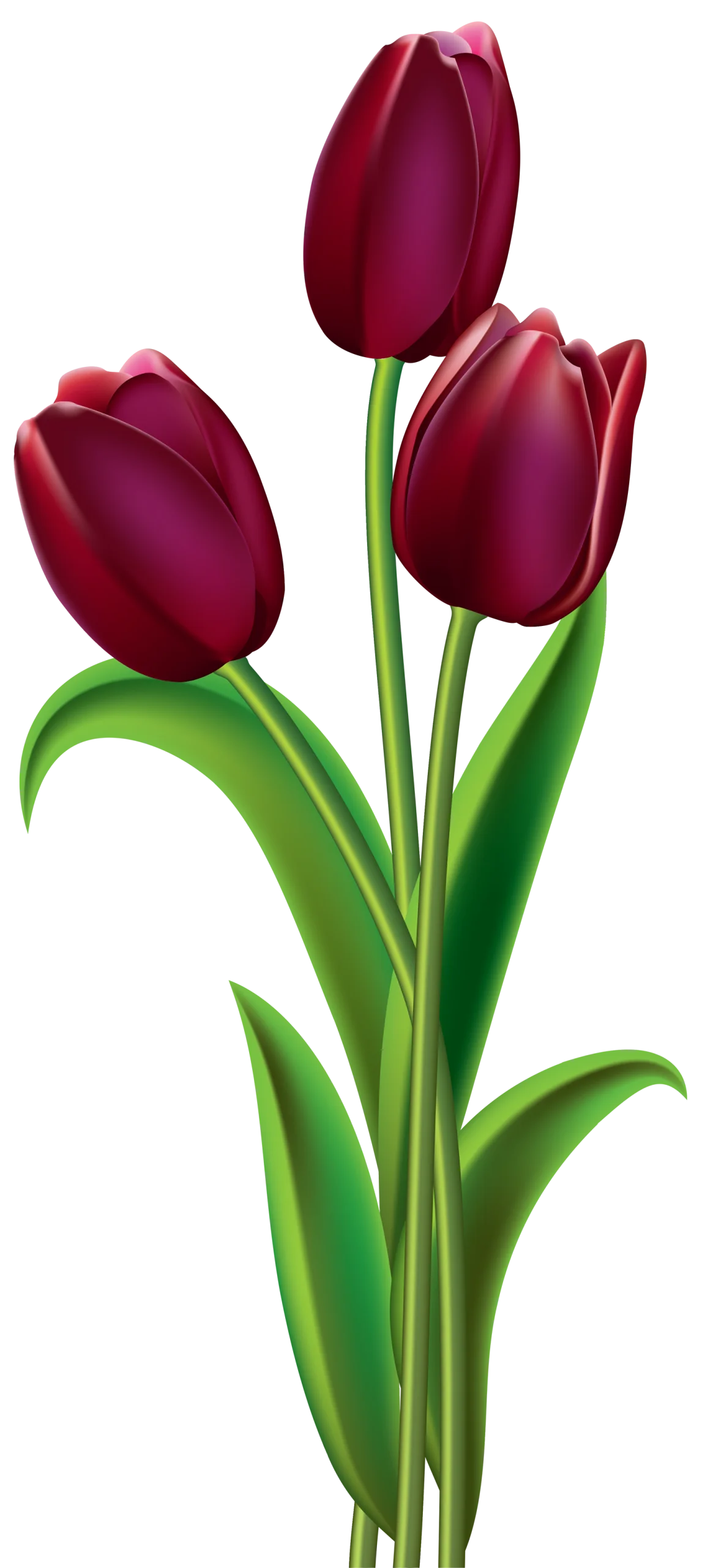 Rich Crimson Tulips Elegant Botanical Clipart Illustration Design