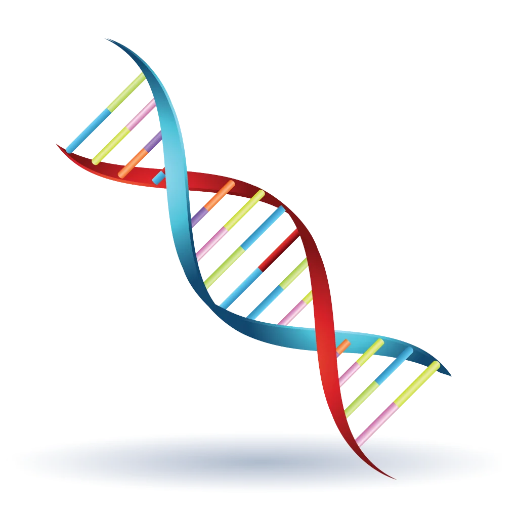 Scientific Illustration of DNA Double Helix Structure Molecular Genetics Clipart