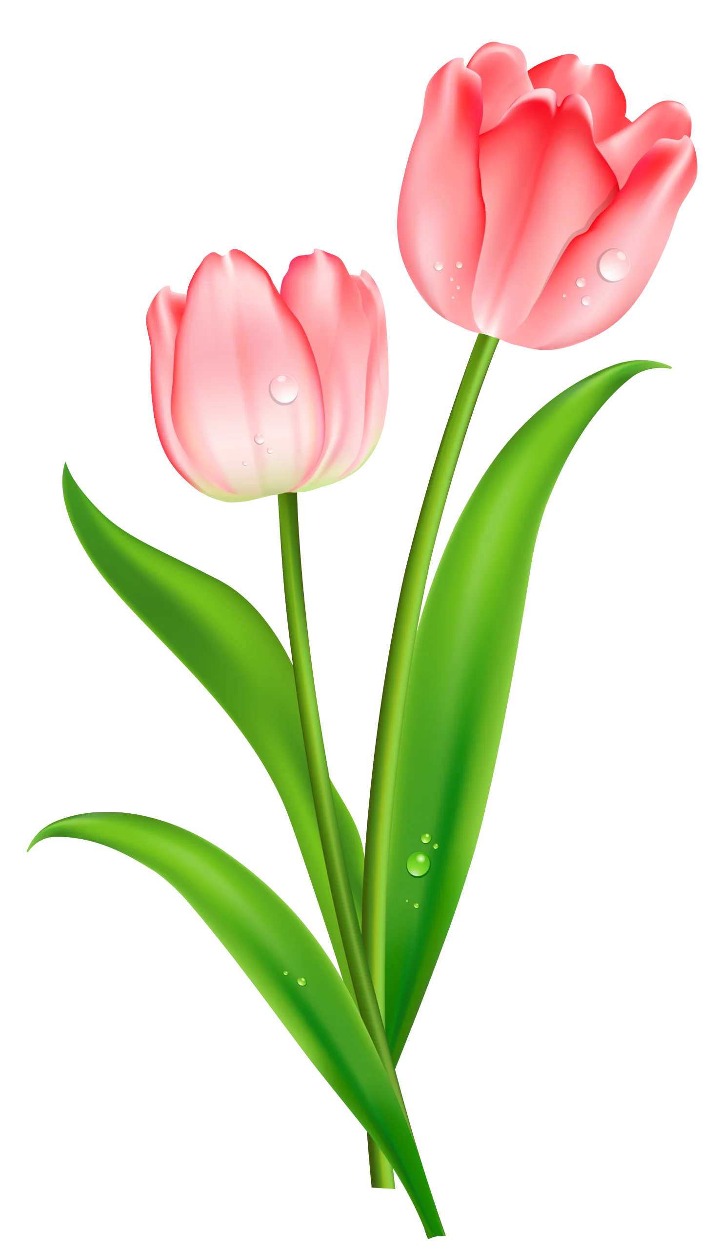 Soft Pink Tulips Clipart: Delicate Spring Blossoms with Dewy Green Leaves