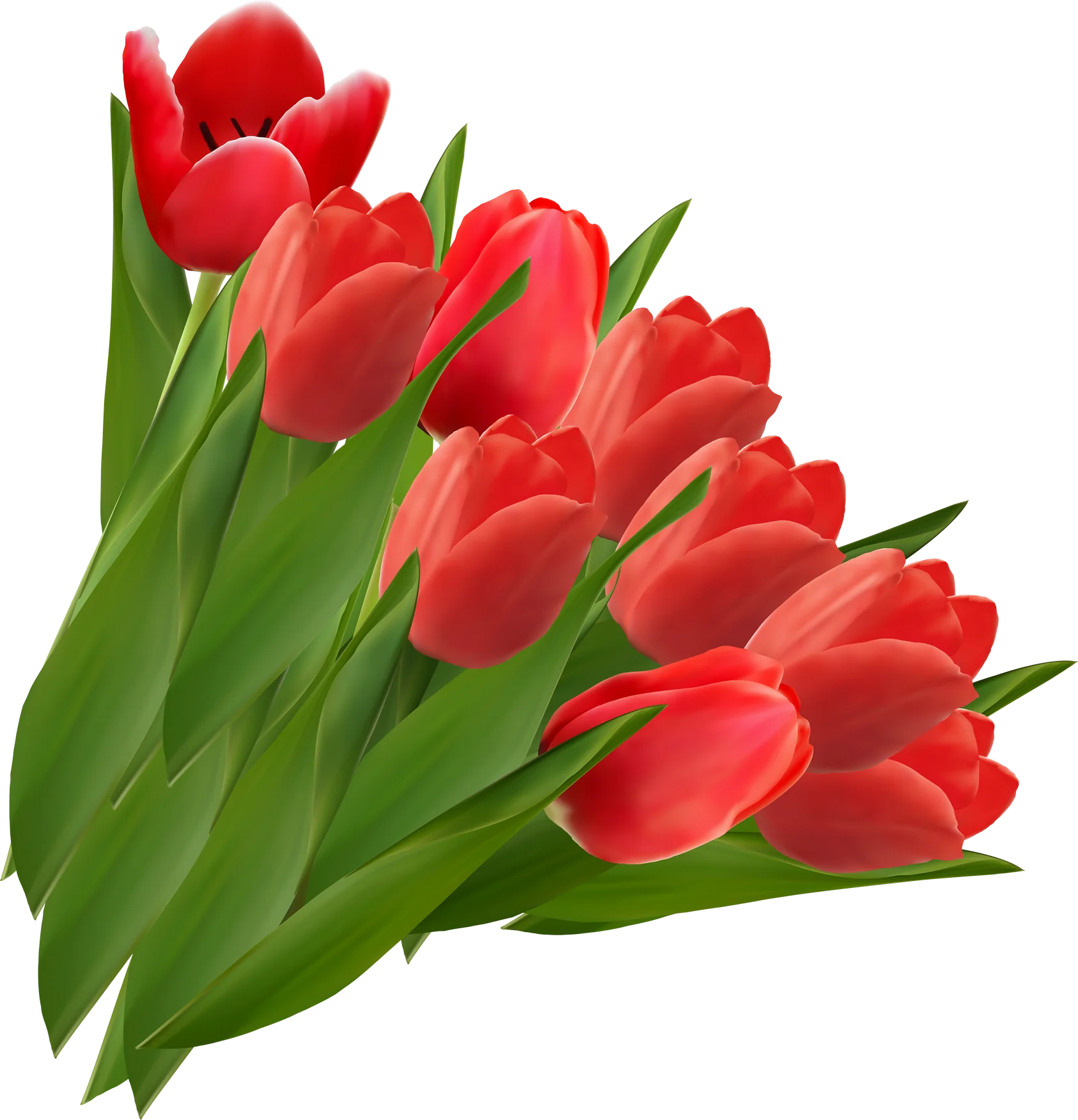 Stunning Red Tulips Bouquet Clipart: A Burst of Spring's Passionate Elegance