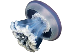 Ethereal Blue and White Marine Creature Underwater Clipart Illustration