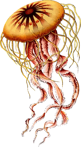 Ethereal Marine Creature Vintage Scientific Jellyfish Clipart Illustration