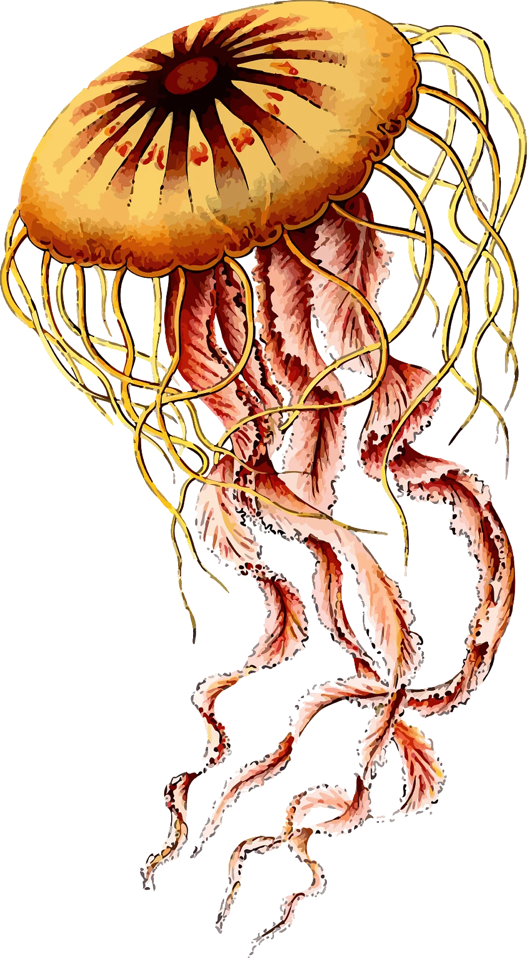 Ethereal Marine Creature Vintage Scientific Jellyfish Clipart Illustration