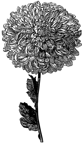 Intricately Detailed Chrysanthemum Botanical Clipart Illustration in Monochrome