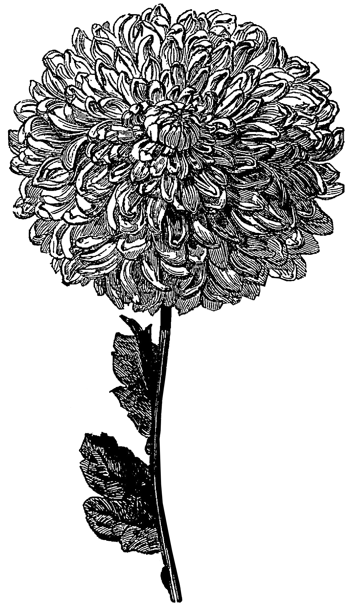 Intricately Detailed Chrysanthemum Botanical Clipart Illustration in Monochrome