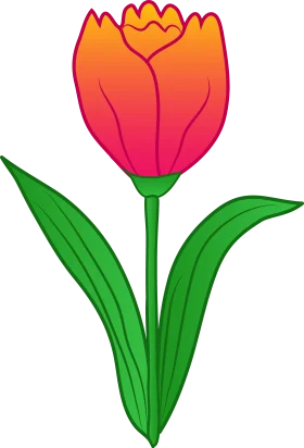 Cheerful Orange and Pink Tulip Blossom Springtime Clipart Illustration