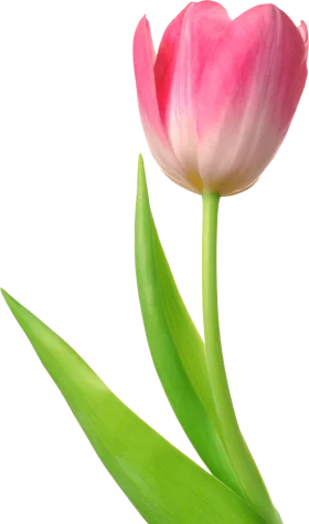 Delicate Pink Tulip Clipart: Soft Petals and Emerald Green Stem Design