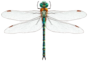 Detailed Scientific Illustration of Emerald Green Dragonfly Clipart with Translucent Wings