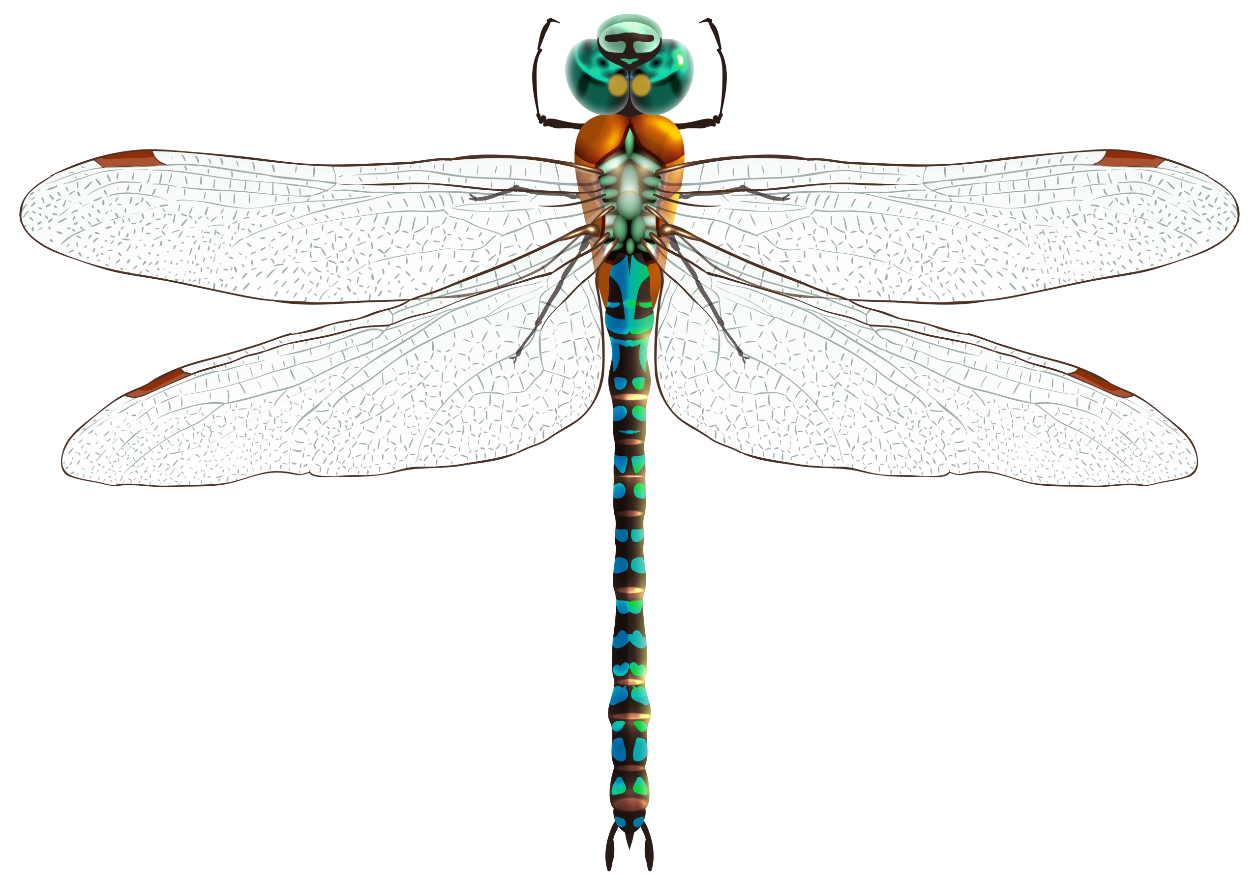 Detailed Scientific Illustration of Emerald Green Dragonfly Clipart with Translucent Wings