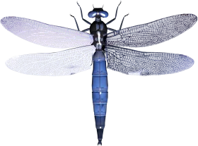 Elegant Blue and Gray Dragonfly Clipart with Intricate Wing Details
