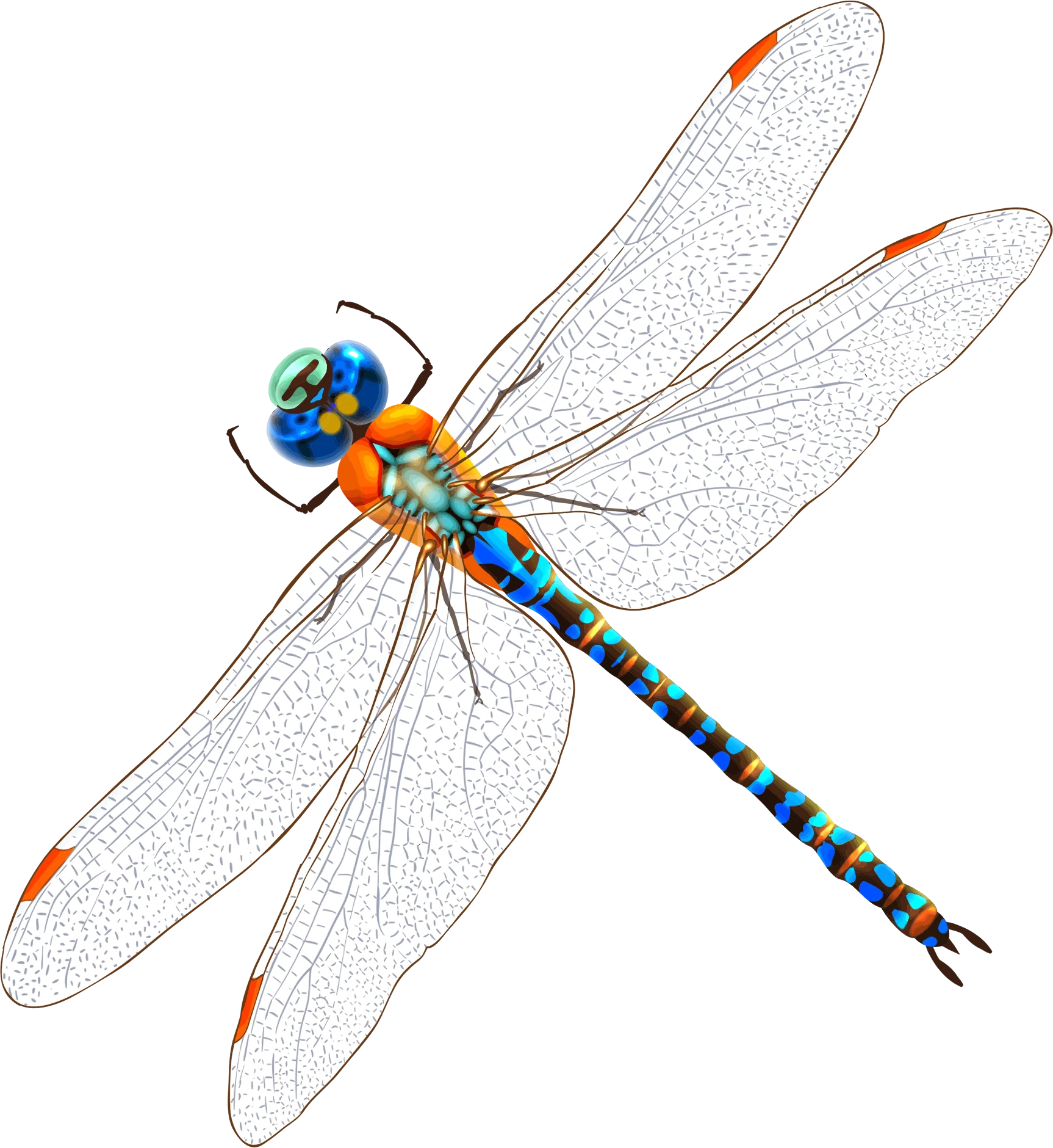 Elegant Blue and Orange Dragonfly Clipart with Translucent Gossamer Wings