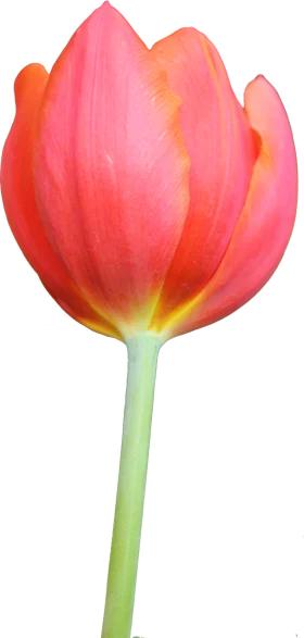 Elegant Coral and Yellow Spring Tulip Blossom Botanical Clipart Design