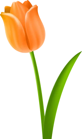 Elegant Orange Tulip Clipart: A Delicate Floral Illustration with Soft Petals