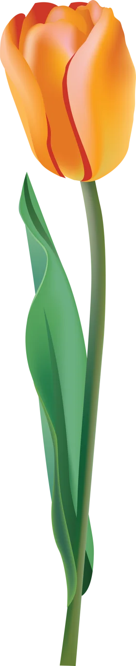 Elegant Orange Tulip Clipart: A Graceful Floral Illustration with Soft Radiance