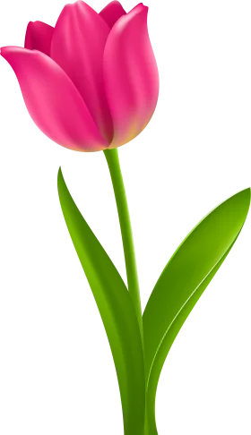 Elegant Pink Tulip Clipart: A Delicate Floral Illustration with Soft Petals and Green Stem