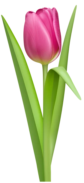 Elegant Pink Tulip Clipart: A Delicate Floral Illustration with Soft Green Leaves