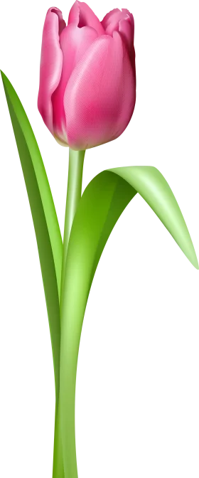 Elegant Pink Tulip Clipart: A Delicate Spring Flower Illustration with Grace