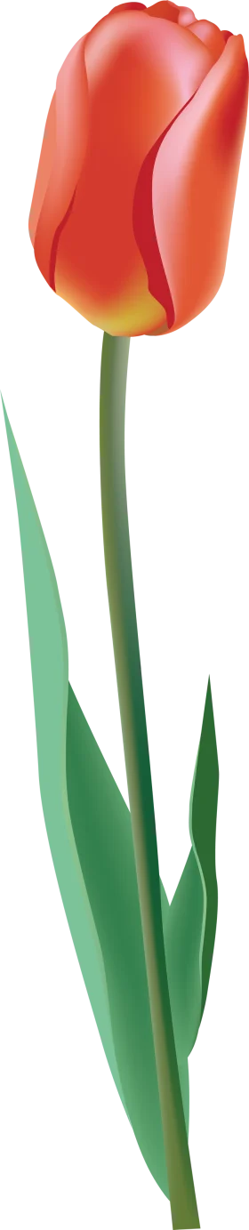 Elegant Red and Yellow Gradient Tulip Flower Clipart Illustration
