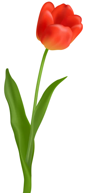 Elegant Red Tulip Clipart: A Delicate Spring Botanical Illustration