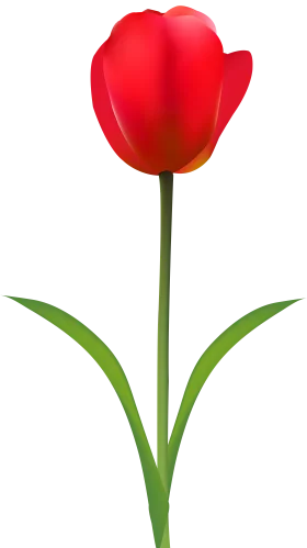 Elegant Red Tulip Clipart: A Graceful Single Bloom with Verdant Stem