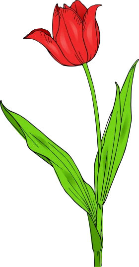 Elegant Red Tulip Clipart Illustration with Delicate Green Stem and Leaves