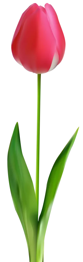 Elegant Red Tulip Clipart with Lush Green Stem and Leaves