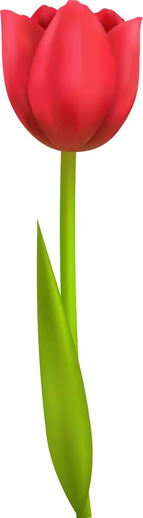 Elegant Red Tulip Flower Clipart: A Pristine Botanical Illustration