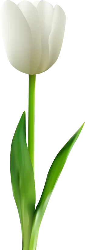 Elegant White Tulip Clipart - Soft Petals and Verdant Green Stem Design