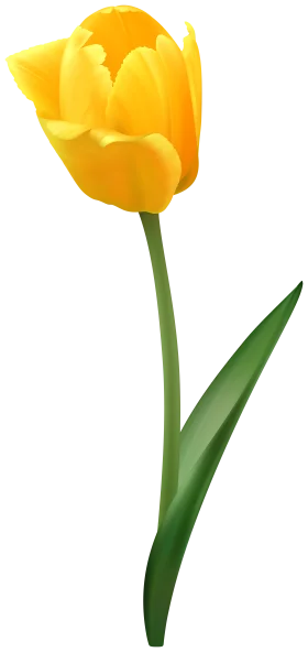 Elegant Yellow Tulip Clipart: A Delicate Spring Blossom in Radiant Sunshine