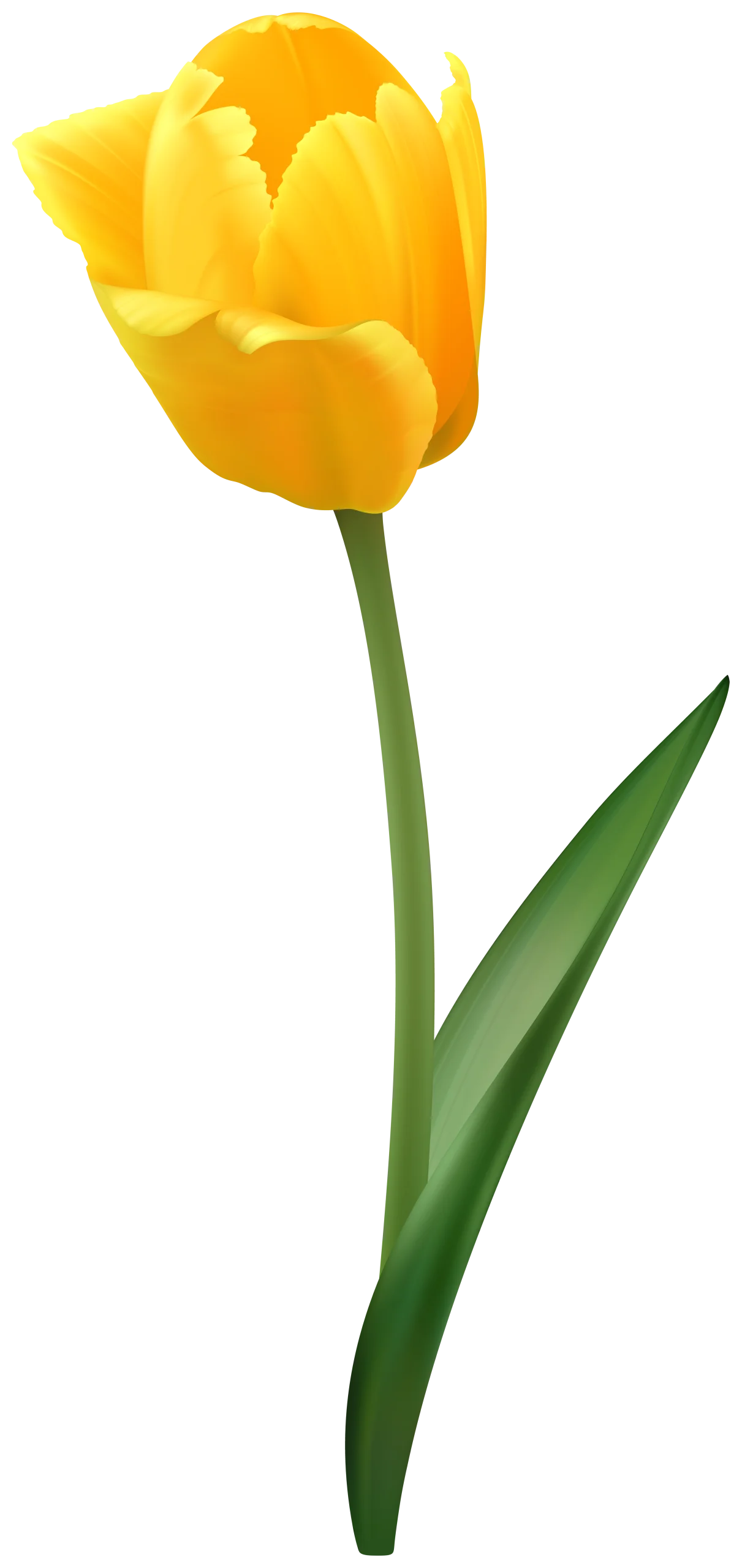 Elegant Yellow Tulip Clipart: A Delicate Spring Blossom in Radiant Sunshine