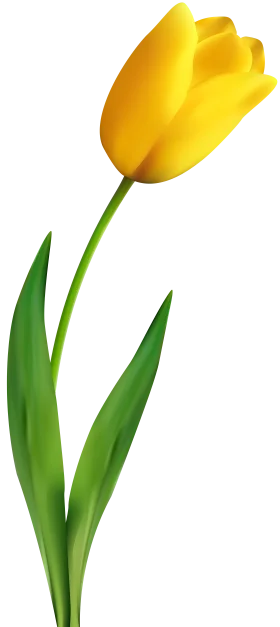 Elegant Yellow Tulip Clipart: A Sunshine Bloom on Slender Green Stem