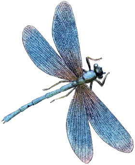 Ethereal Blue Dragonfly Clipart: Delicate Winged Insect with Intricate Textural Details