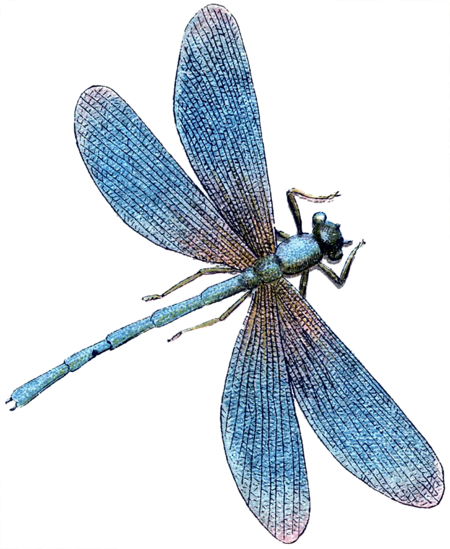 Ethereal Blue Dragonfly Clipart: Delicate Winged Insect with Intricate Textural Details