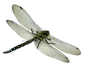 Intricate Green and Black Dragonfly Detailed Transparent Wings Clipart Design