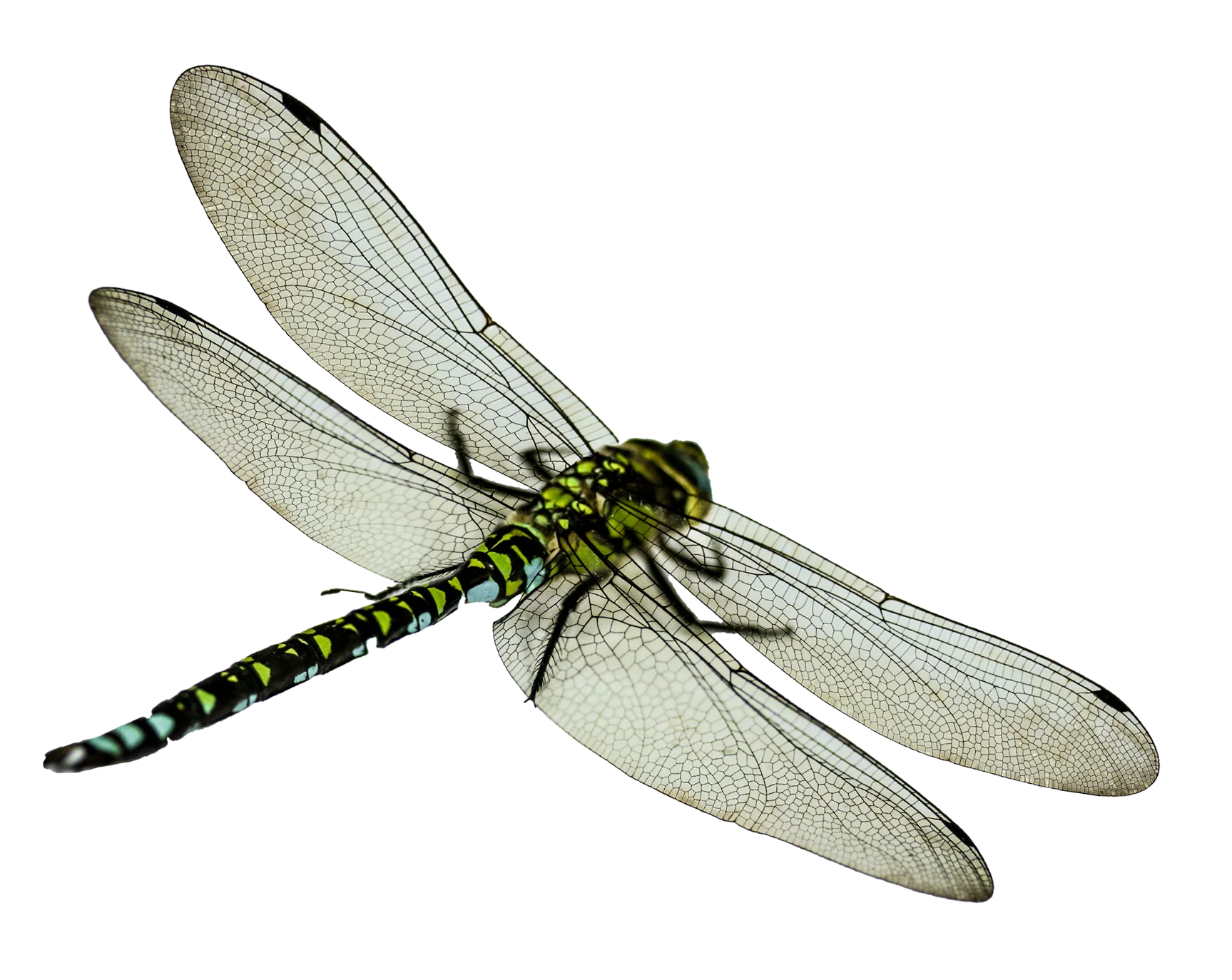 Intricate Green and Black Dragonfly Detailed Transparent Wings Clipart Design