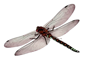 Intricately Detailed Dragonfly Clipart with Translucent Gossamer Wings