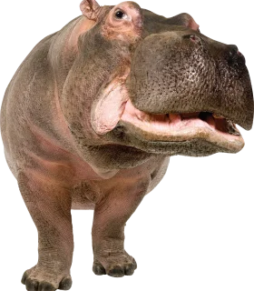 Majestic Hippopotamus Clipart: Detailed Illustration of a Powerful River Dweller