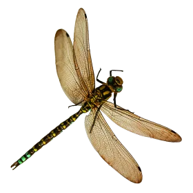 Realistic Detailed Dragonfly Clipart with Translucent Wings and Intricate Body Design
