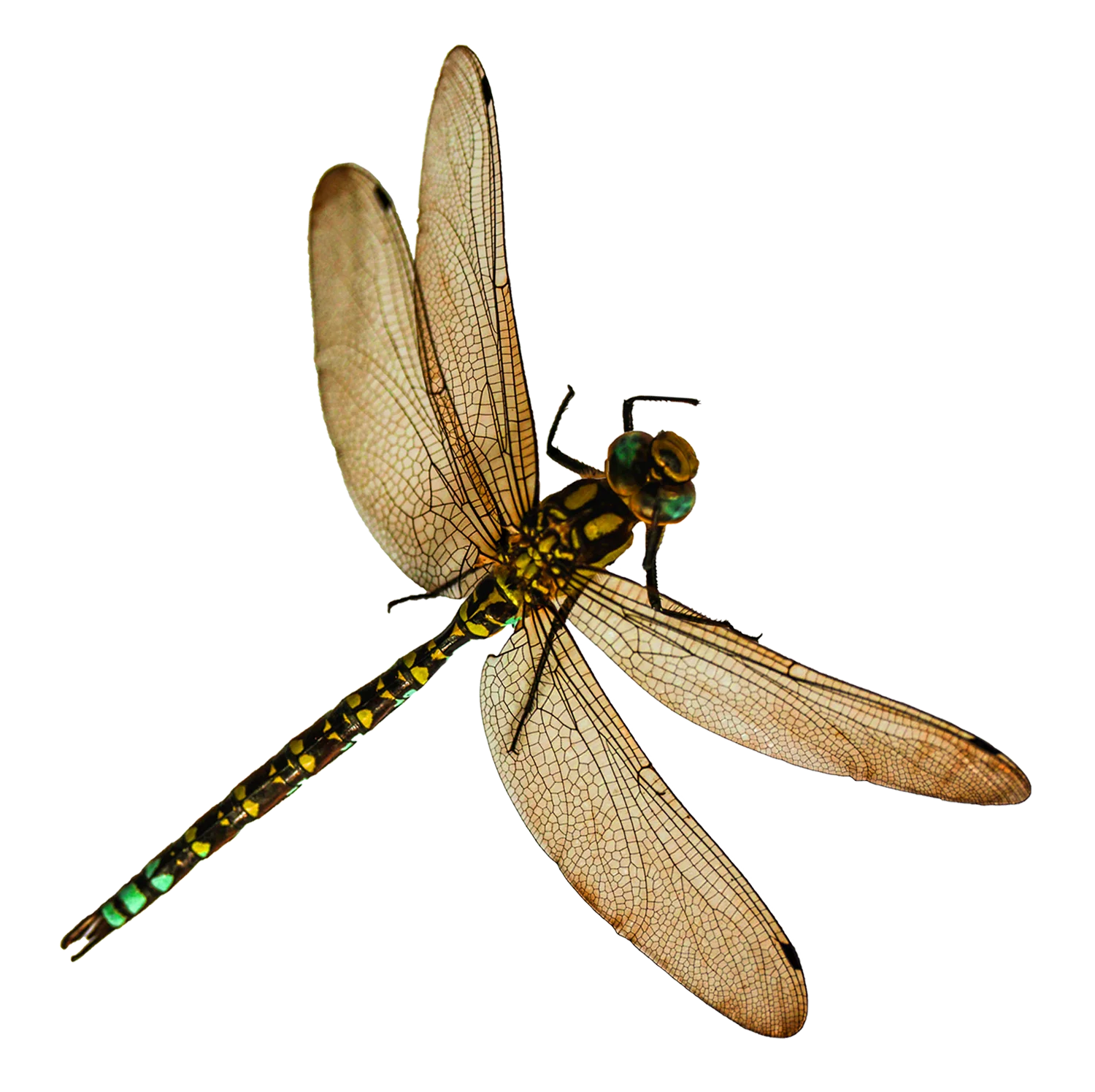 Realistic Detailed Dragonfly Clipart with Translucent Wings and Intricate Body Design