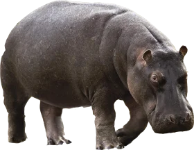 Realistic Hippo Clipart: Detailed Illustration of a Massive Hippopotamus