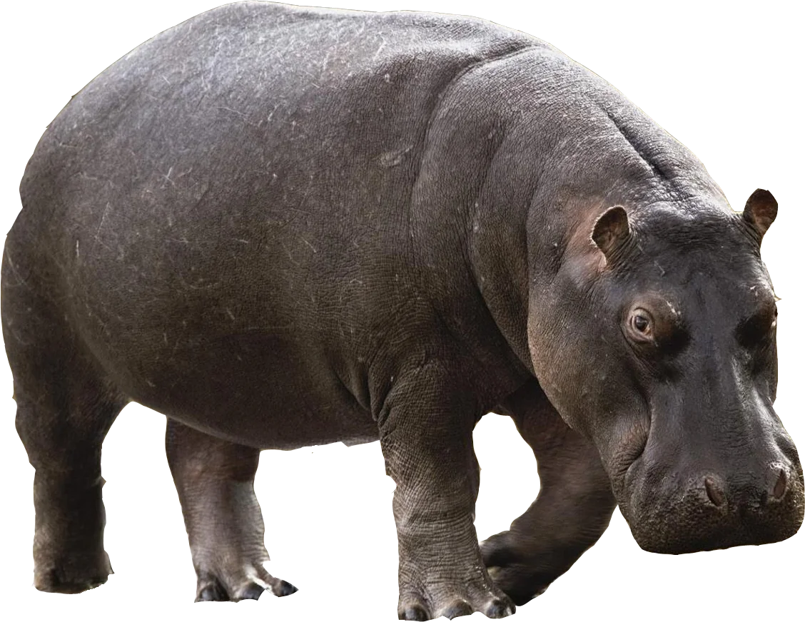 Realistic Hippo Clipart: Detailed Illustration of a Massive Hippopotamus
