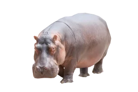 Realistic Hippopotamus Clipart: Detailed Gray Hippo Illustration on White Background