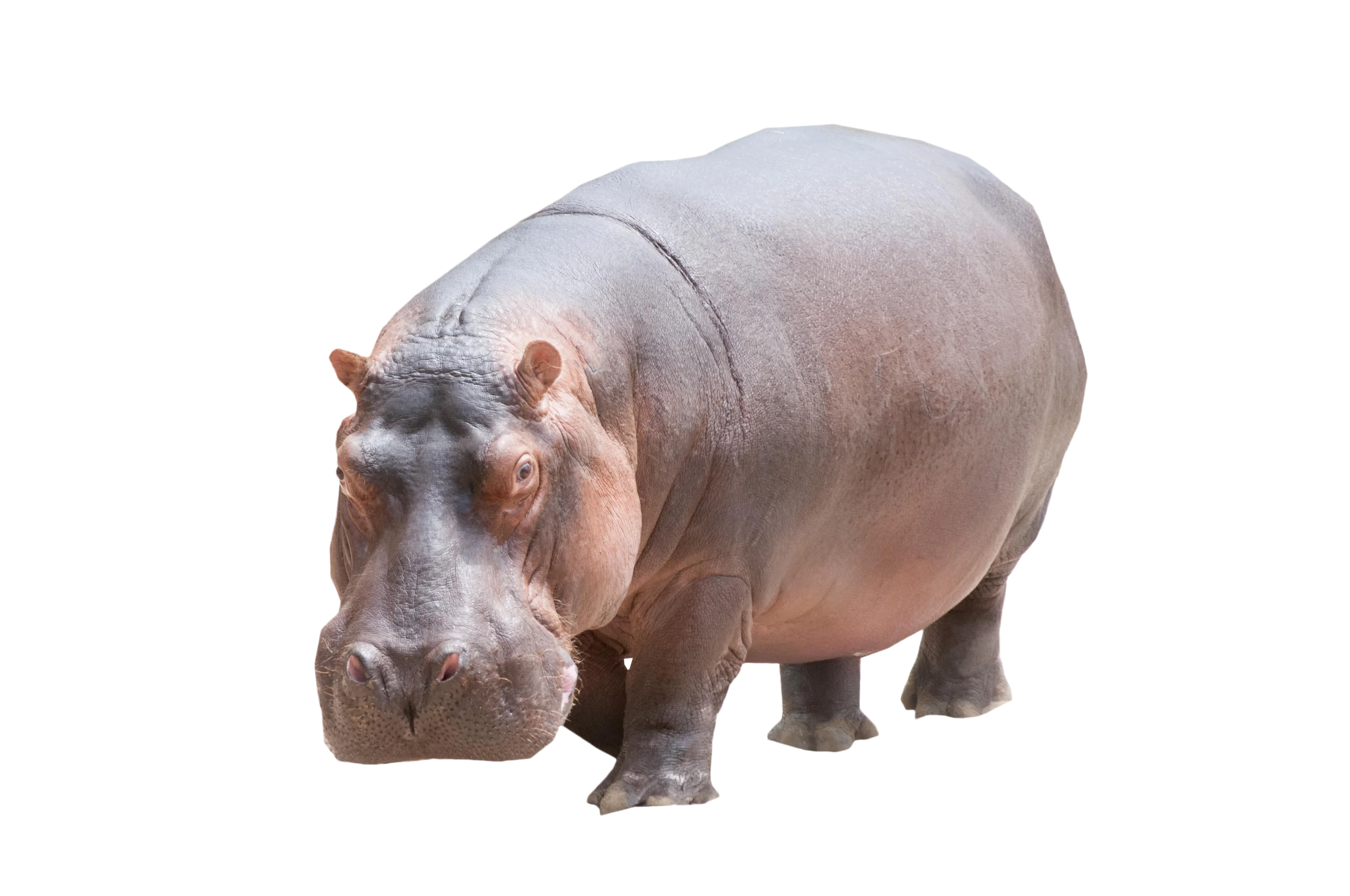 Realistic Hippopotamus Clipart: Detailed Gray Hippo Illustration on White Background