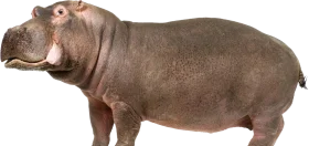 Realistic Hippopotamus Clipart: Detailed Side-View Illustration of African Wildlife