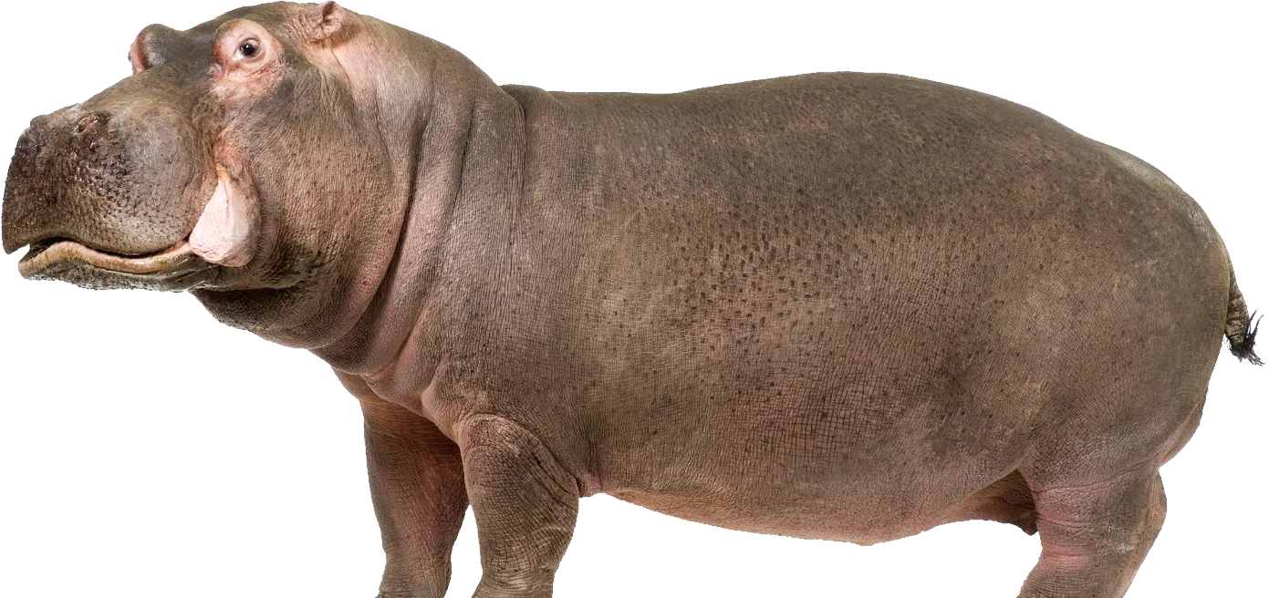 Realistic Hippopotamus Clipart: Detailed Side-View Illustration of African Wildlife